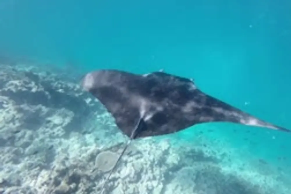 Une raie manta au-dessus du récif