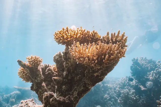 Le corail sous les rayons du soleil