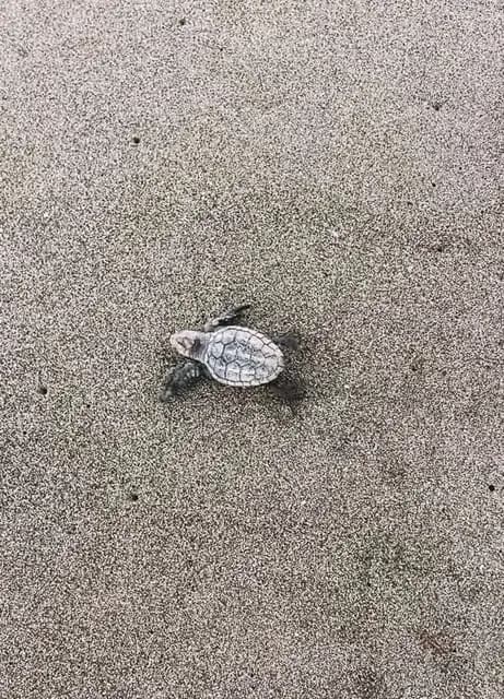 Une tortue sur le sable